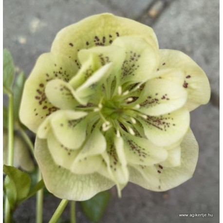 Keleti hunyor - Helleborus orientalis -  Fehér dupla, pöttyös