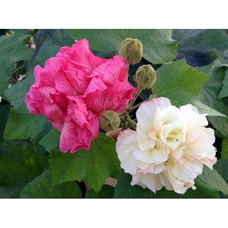 Hibiscus mutabilis-Gyapot rózsa
