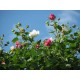 Hibiscus mutabilis-Gyapot rózsa