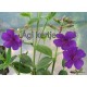 Hercegnővirág-Ibolyafa-Tibouchina urvelliana