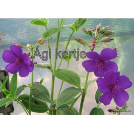 Hercegnővirág-Ibolyafa-Tibouchina urvelliana