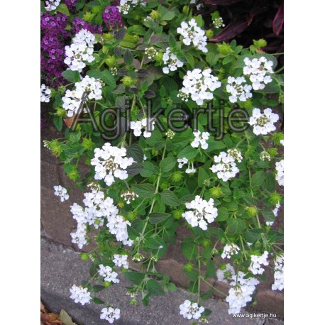 Futó sétányrózsa-Lantana montevidensis, fehér