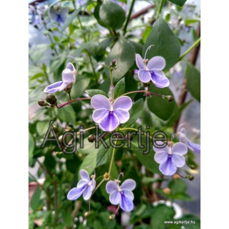 Ugandai kékpillangó-Clerodendron ugandense-Rotheca myricoides