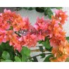 6-Narancs-rózsaszín dupla-Murvafürt-Bougainvillea