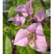 7-Halvány lila-Murvafürt-Bougainvillea