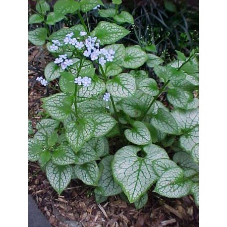 Kaukázusi nefelejcs-Brunnera macrophylla