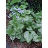 Kaukázusi nefelejcs-Brunnera macrophylla