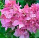 22-Rózsaszín dupla-Murvafürt-Bougainvillea