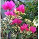 25-Pink variegata-Murvafürt-Bougainvillea