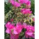 25-Pink variegata-Murvafürt-Bougainvillea