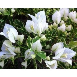28 - Fehér variegata - Murvafürt - Bougainvillea