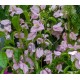 7-Halvány lila-Murvafürt-Bougainvillea