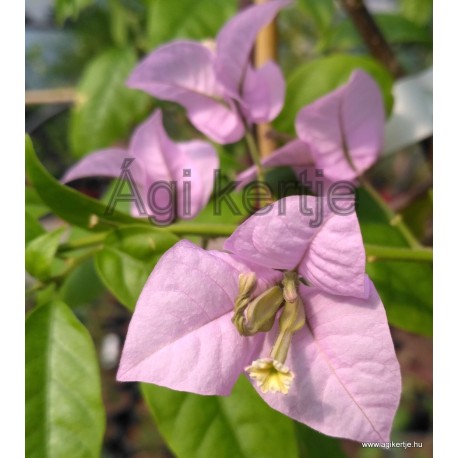 7-Halvány lila-Murvafürt-Bougainvillea