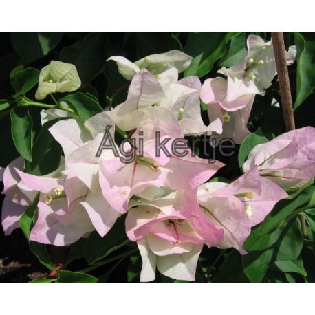 10-Fehér-rózsaszín cirmos-Murvafürt-Bougainvillea