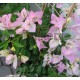10-Fehér-rózsaszín cirmos-Murvafürt-Bougainvillea