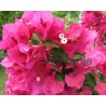 18-Pink bugás-Murvafürt-Bougainvillea