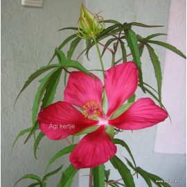Kenderlevelű hibiszkusz mag-Hibiscus coccineus