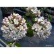 Tavaszi illatos bangita-Viburnum burkwoodii 