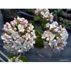 Tavaszi illatos bangita-Viburnum burkwoodii 