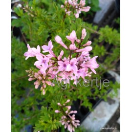 Szeldelt levelű perzsa orgona-Syringa laciniata