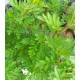 Szeldelt levelű perzsa orgona-Syringa laciniata