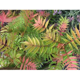 Törpe tollas gyöngyvessző-Sorbaria sorbifolia 'Sem'