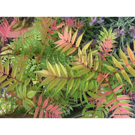 Törpe tollas gyöngyvessző-Sorbaria sorbifolia 'Sem'