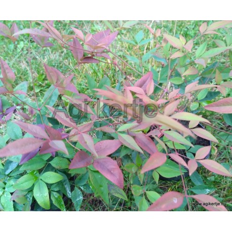 Japán szentfa-Nandina domestica