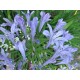 Kék Afrikai szerelemvirág-Agapanthus 