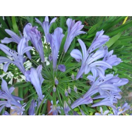 Kék Afrikai szerelemvirág-Agapanthus 