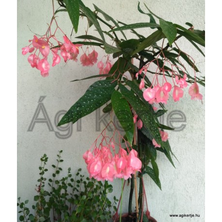 Begónia fácska -Begonia corallina 'Tamaya' 