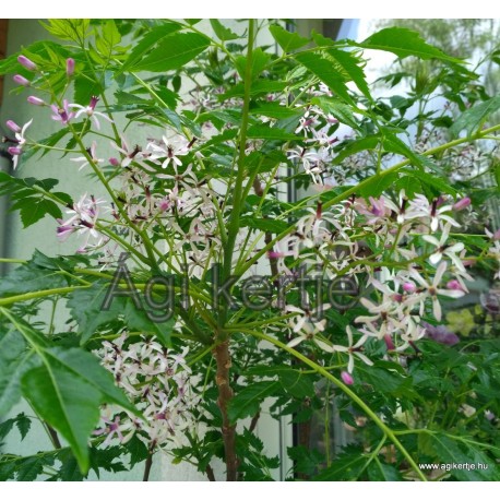 Gyöngyfa, Imafüzérfa mag- Melia azedarach