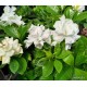Galléros jázmin-Gardenia jasminoides