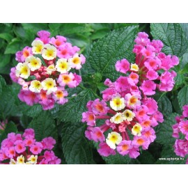 Sétányrózsa-Lantana camara-Rózsaszín-sárga