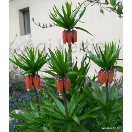 Császárkorona -Fritillaria imperialis