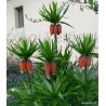Császárkorona -Fritillaria imperialis