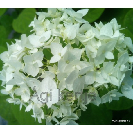 Cserjés hortenzia-Fehér-Hydrangea arborescens 
