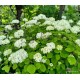Cserjés hortenzia-Fehér-Hydrangea arborescens 