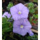 Kék Mauritius-Balkonszulák-Convolvulus sabatius