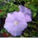 Kék Mauritius-Balkonszulák-Convolvulus sabatius