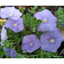 Kék Mauritius-Balkonszulák-Convolvulus sabatius