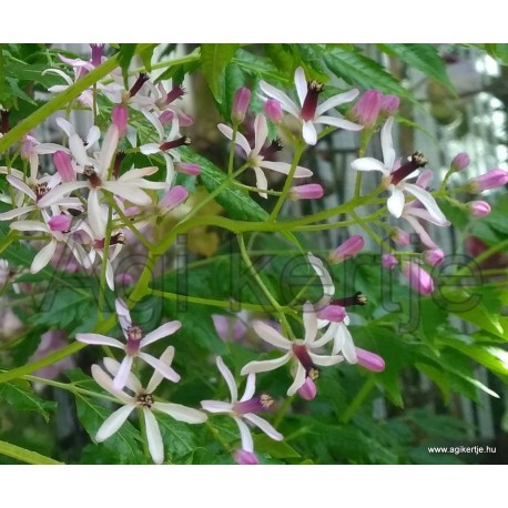 Gyöngyfa, Imafüzérfa - Melia azedarach