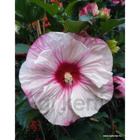 Mocsári hibiszkusz-Hibiscus moscheutos 'Cherry Cheesecake'