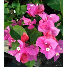 39 - Spectabilis Rose - rózsaszín - Bougainvillea-Murvafürt 