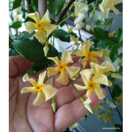 Toszkán csillagjázmin, sárga - Trachelospermum jasminoides 'Toscana'