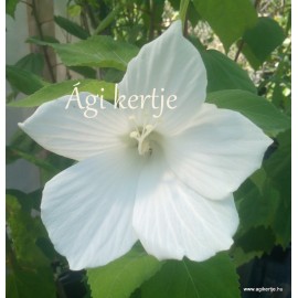 Hófehér mocsári hibiszkusz