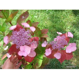 Japán hegyi hortenzia - Hydrangea serrata 'DOLCE GIPSY' 