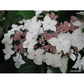 Kerti hortenzia - Hydrangea macrophylla  'LANARTH WHITE'