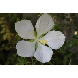 Kenderlevelű hibiszkusz mag - hófehér - Hibiscus coccineus Alba