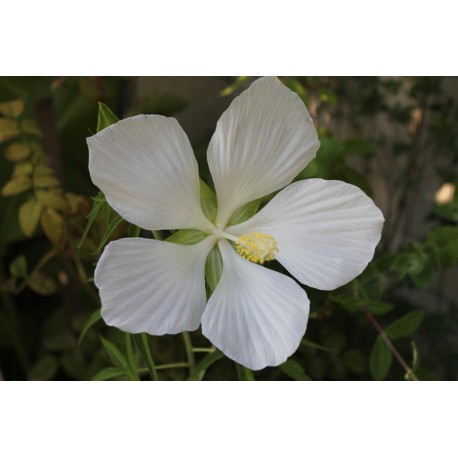 Kenderlevelű hibiszkusz mag - hófehér - Hibiscus coccineus Alba